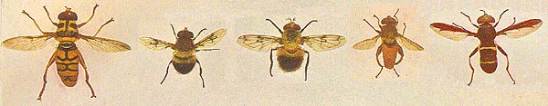 color figures of syrphid adults, 5 species
