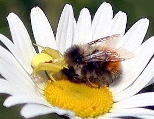 orange-rumped bumble bee Bombus melanopygus & flower crab spider Misumena vatia, color photo