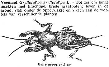 Drawing of veenmol, Gryllotalpa, with caption in Dutch
