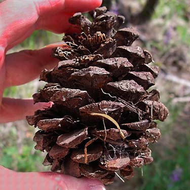 pine cone with spider retreat, Thirteenmile Creek Trailhead, Ferry County, Washington