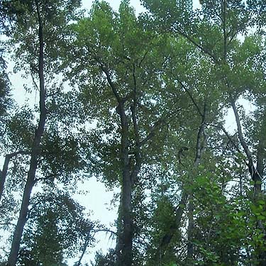 cottonwood trees by creek, Thirteenmile Creek Trailhead, Ferry County, Washington
