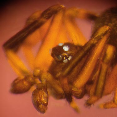 male cobweb weaver Dipoena nigra, Thirteenmile Creek Trailhead, Ferry County, Washington