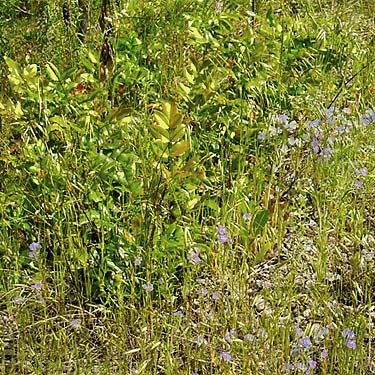 Berberis and flowers in meadow, Thirteenmile Creek Trailhead, Ferry County, Washington