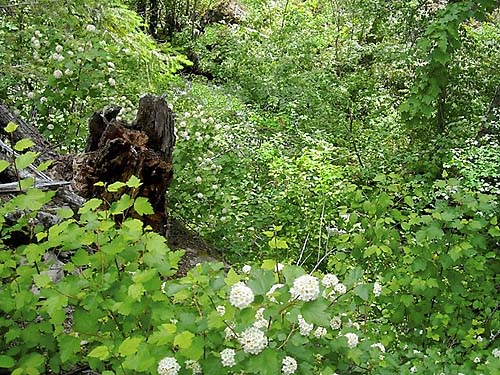 lush forest understory, Thirteenmile Creek Trailhead, Ferry County, Washington