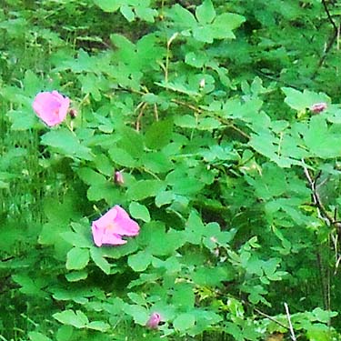 wild rose, Thirteenmile Creek Trailhead, Ferry County, Washington