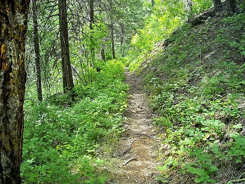Thirteenmile Creek Trail near trailhead, Ferry County, Washington