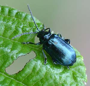 alder flea beetle Altica ambiens, Coleoptera, Chrysomelidae, Alticinae