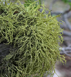 Evernia prunastri, lichen, Green Canyon, Kittitas County, Washington