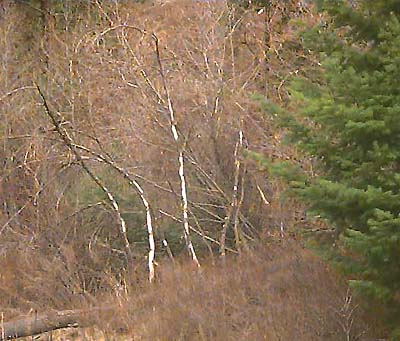 Willow thicket and Douglas-fir, Green Canyon, Kittitas County, Washington