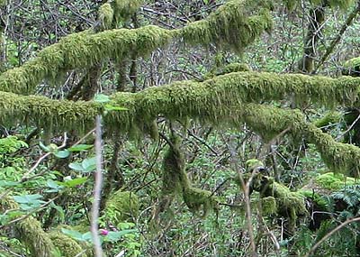 mossy maple branches, south fork Portage Creek, Snohomish County, Washington