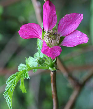 salmonberry Rubus spectabilis flower, south fork Portage Creek, Snohomish County, Washington