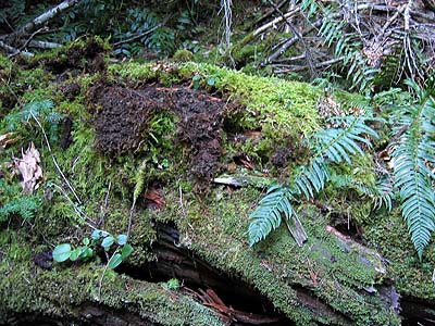 log in Western hemlock Tsuga heterophylla forest, Siler Creek, Lewis County, Washington