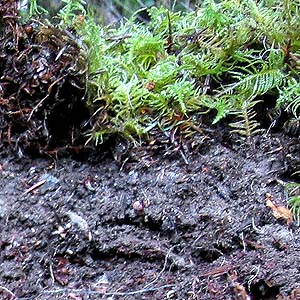 burrow of Antrodiaetus sp.; moss Hylocomium splendens at Siler Creek, Lewis County, Washington