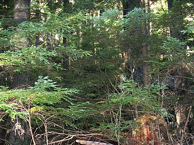 Western hemlock Tsuga heterophylla forest, Siler Creek, Lewis County, Washington