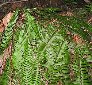 fern, Polystichum munitum, Siler Creek, Lewis County, Washington