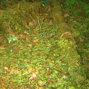 forest floor moss in Western hemlock forest, Siler Creek, Lewis County, Washington