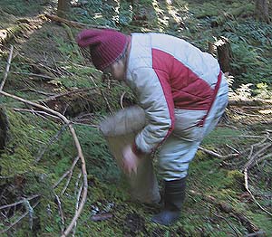 Rod Crawford collecting spiders at Siler Creek, Lewis County, Washington