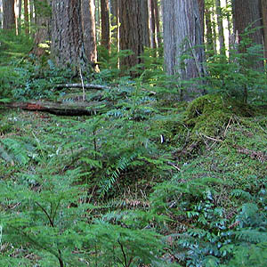 Western hemlock Tsuga heterophylla forest, Siler Creek, Lewis County, Washington