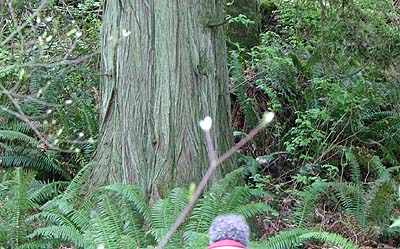 western redcedar Thuja plicata, south fork Portage Creek, Snohomish County, Washington