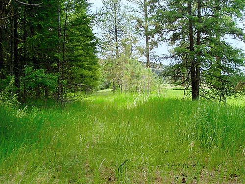 edge of forest with old grassy roadway, Aeneas Valley, Okanogan County, Washington