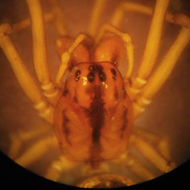 Pachygnatha spider carapace from marsh, Aeneas Valley, Okanogan County, Washington