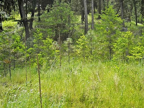 grassy understory of pine forest, Aeneas Valley, Okanogan County, Washington