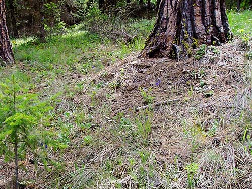 base of Ponderosa pine tree, Aeneas Valley, Okanogan County, Washington