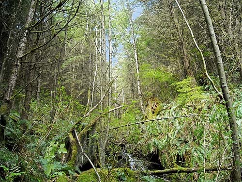 ravine on south slope of Anderson Mountain, Skagit County, Washington