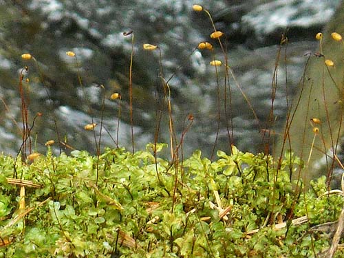 moss on log with capsules, south slope of Anderson Mountain, Skagit County, Washington