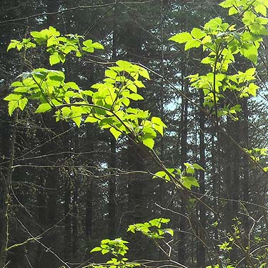 hazel leaves in the sun, south slope of Anderson Mountain, Skagit County, Washington