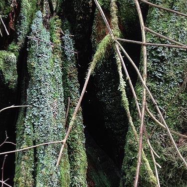lichen on stump, south slope of Anderson Mountain, Skagit County, Washington