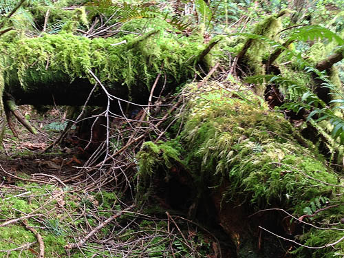 mossy logs, south slope of Anderson Mountain, Skagit County, Washington