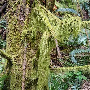moss on trees, south slope of Anderson Mountain, Skagit County, Washington