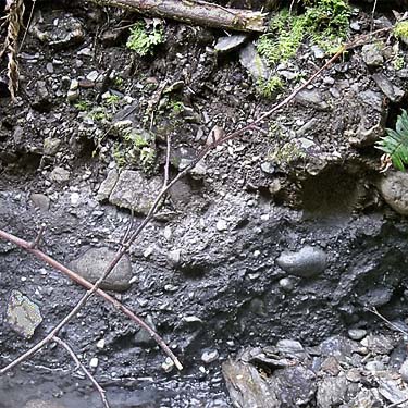soil profile in stream cut, south slope of Anderson Mountain, Skagit County, Washington