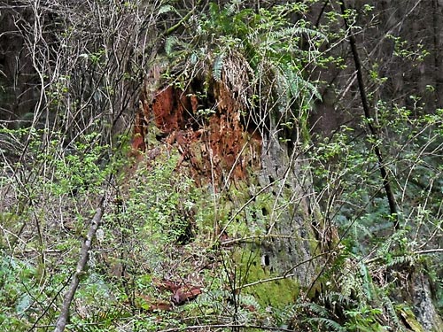 rotten stump, south slope of Anderson Mountain, Skagit County, Washington