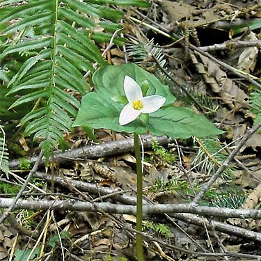 Trillium ovatum in ravine, south slope of Anderson Mountain, Skagit County, Washington