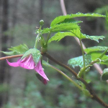 salmonberry flower Rubus spectabilis, south slope of Anderson Mountain, Skagit County, Washington