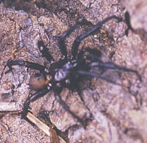 folding-door spider Antrodiaetus, Antrodiaetidae, Liars Prairie, Washington