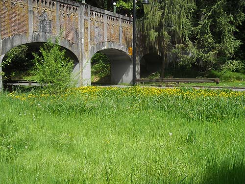 grassy field at footbridge, Washington Park Arboretum, Pinetum area, Seattle, Washington