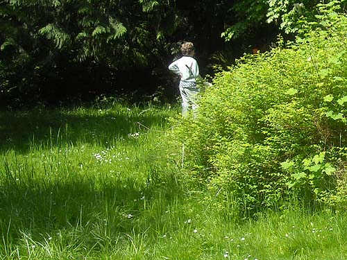 shrubby edge of field, Washington Park Arboretum, Fraxinus area, Seattle, Washington