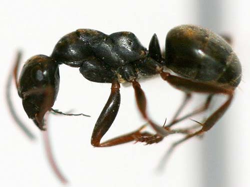 ant, Formica podzolica, Washington Park Arboretum, Fraxinus area, Seattle, Washington
