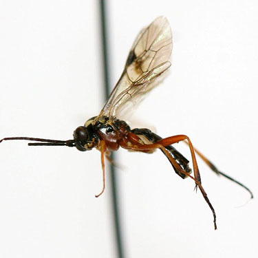 ichneumonoid wasp, Washington Park Arboretum, Fraxinus area, Seattle, Washington