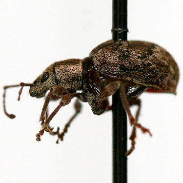 broad-nosed weevil 