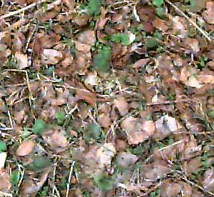 Aspen leaf litter, Green Canyon, Kittitas County, Washington