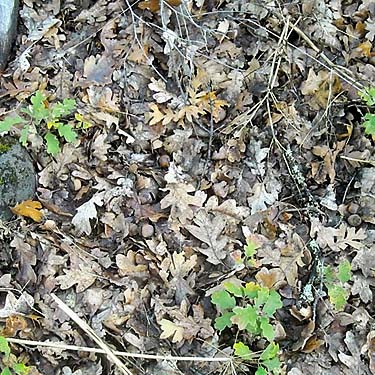 Garry oak leaf litter, mouth of Badger Gulch on Rock Creek, Klickitat County, Washington