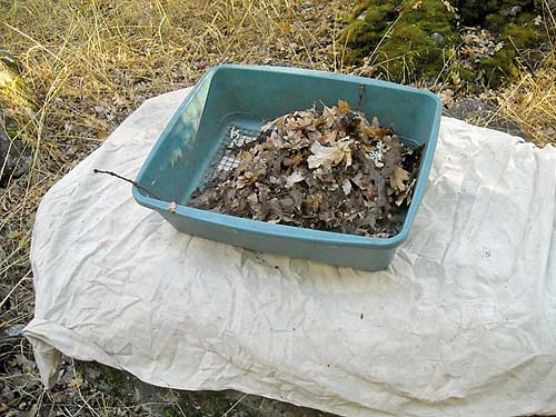 sifting oak leaf litter, mouth of Badger Gulch on Rock Creek, Klickitat County, Washington