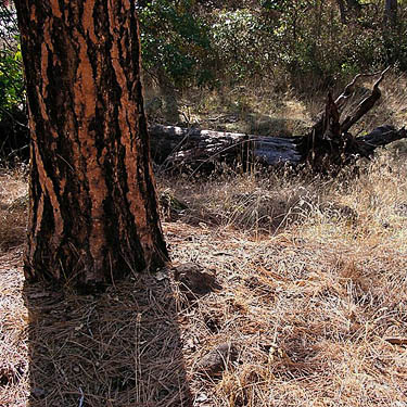 ponderosa pine trunk & log, mouth of Badger Gulch on Rock Creek, Klickitat County, Washington