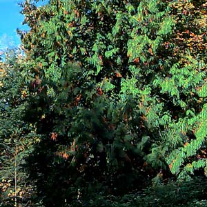 red cedar Thuja plicata, Bald Hill SW of Monroe, Snohomish County, Washington