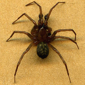 Cybaeus eutypus male spider Cybaeidae, Bald Hill SW of Monroe, Snohomish County, Washington