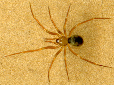 Nesticus silvestrii female spider Nesticidae, Bald Hill SW of Monroe, Snohomish County, Washington